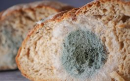 19/02/2026 – El bioquímico y profesor universitario Fernando Manera disertó sobre la presencia de químicos en el&hellip;