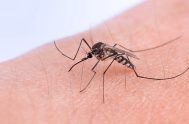 15/04/2026 - Mientras gran parte de la atención sanitaria en Argentina continúa enfocada en el dengue, otra enfermedad transmitida por el mosquito Aedes&hellip;