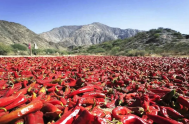 11/05/2026 - Con la llegada del otoño, los Valles Calchaquíes en Salta se transforman en un lienzo rojizo único. Desde La Poma hasta&hellip;