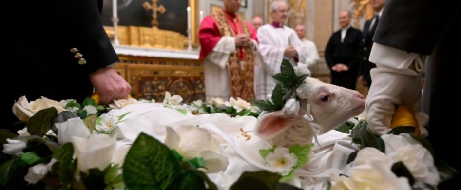21/01/2026 - Esta mañana, en la Capilla de Urbano VIII, se llevó a cabo la tradicional presentación de los dos corderos al Papa León XIV, cuya lana se destinará a la confección de los palios. Este acto coincide con la memoria litúrgica de Santa Inés mártir, y precede a la bendición de los animales en la basílica homónima de la&hellip;