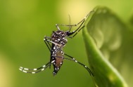 21/01/2016 – El dengue está avanzando en la Argentina, en pleno enero ya se detectaron mas de 1000 casos y en 12 provincias. Según…