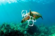08/05/2019 – Cada día se dan a conocer nuevos hechos alarmantes sobre la creciente presencia de residuos en los océanos y los graves…