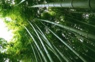  El Bambú En un gran reino, al este de un lejano país, había un parque hermoso. A la hora de la siesta, el…