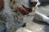 Fatiga es un perro callejero que se ganó el cariño de toda la comunidad de La Merced, ciudad ubicada a 23 km al…