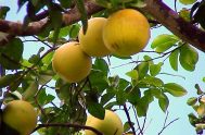 Una tarde caminando en el patio del seminario, haciendo ejercicios espirituales, miraba la naturaleza cuando me crucé con un árbol de pomelo.  …