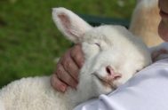  Ven Señor Jesús, busca a tu siervo, busca a esta oveja extenuada y cansada. Ven Buen Pastor, tu oveja ha andado errante mientras…