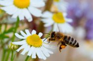 Einstein dijo, alguna vez: – Si la abejas desaparecieran, ¿Cuántos años de vida le quedarían a la tierra? ¿Cuatro, cinco? Sin abejas no hay…